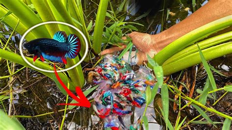 where are betta fish found|Betta Fish in the Wild: Natural Habitat and Behaviors.